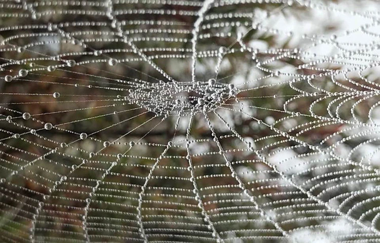 Spider web Tony