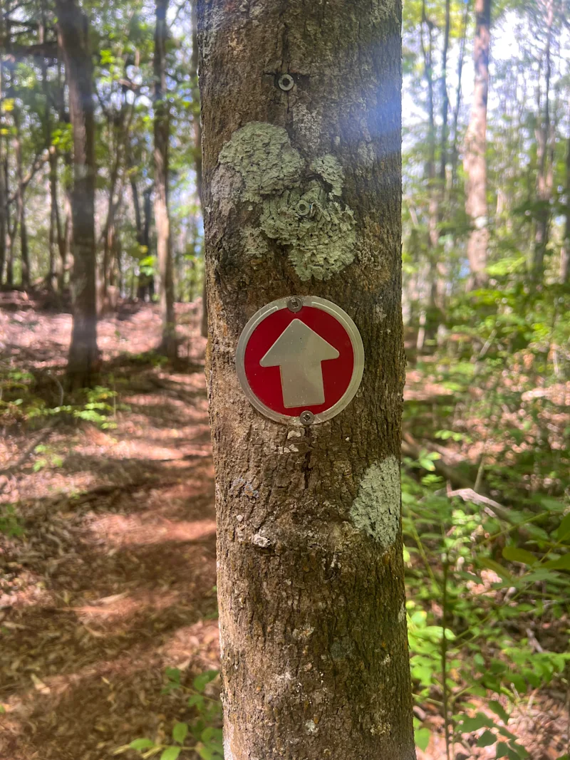 Arrow on tree