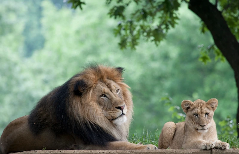 Lion and cub