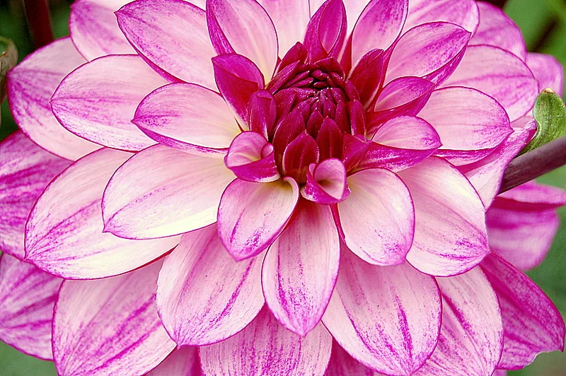 Pink dahlia close-up