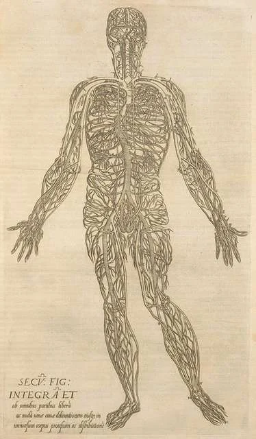 Skeleton- made of stringy bits