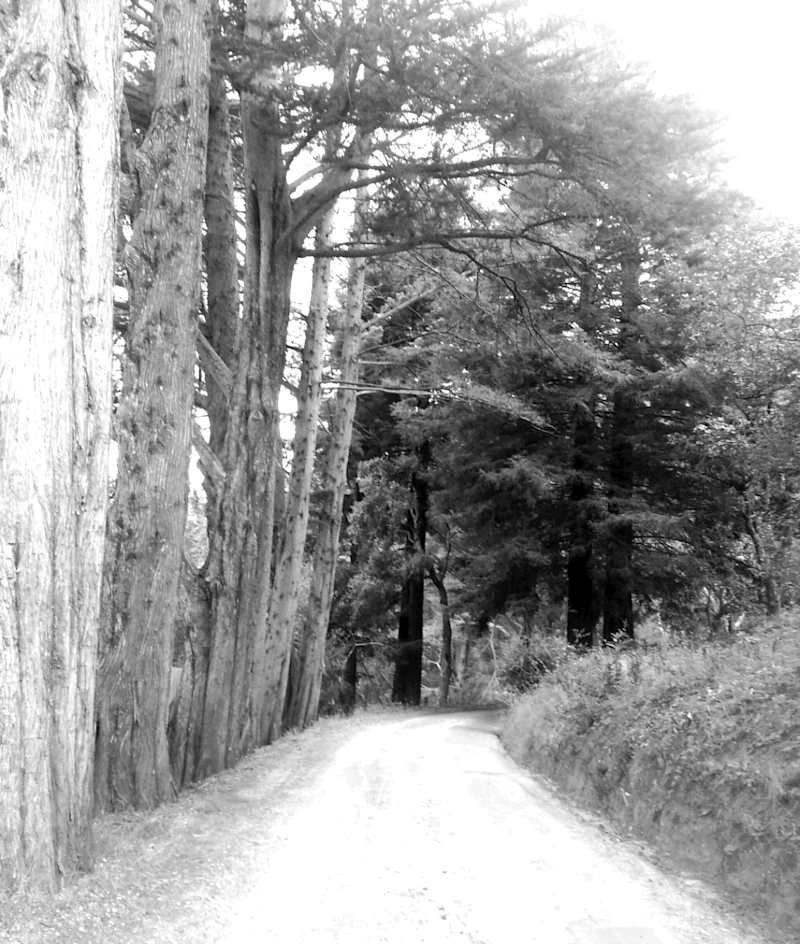 B+W trees
