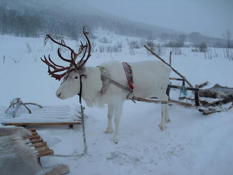 White Reindeer