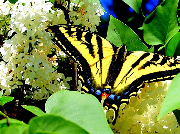 Swallowtail