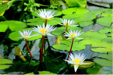 Water lilies