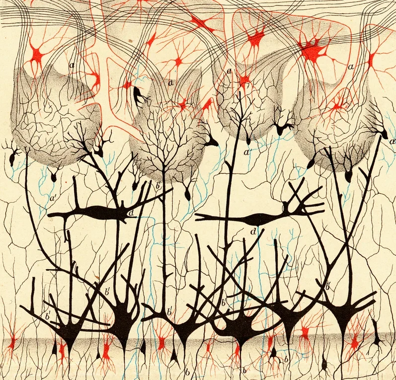 golgi Nerve cells in a dog-s olfactory bulb (detail), from Camillo Golgi-s Sulla fina anatomia degli organi centrali del sistema nervoso