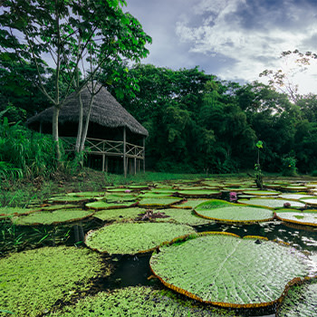临水而建的房子 水面上有莲叶