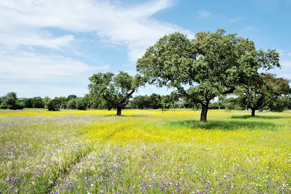 Spring in the Alentejo: The bark of the cork oak is where cork comes from. You won’t find a screw-top bottle of wine in Portugal—60% of the world’ supply of cork comes from here. Most of it from the rolling plains of the Alentejo.