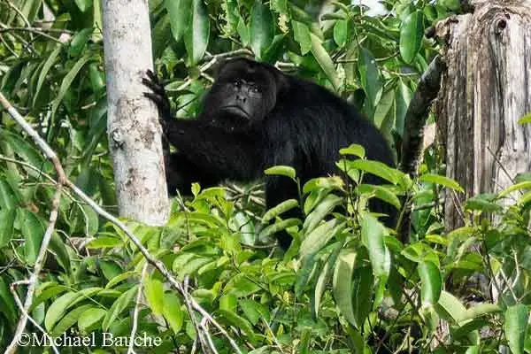 Tropical Belize