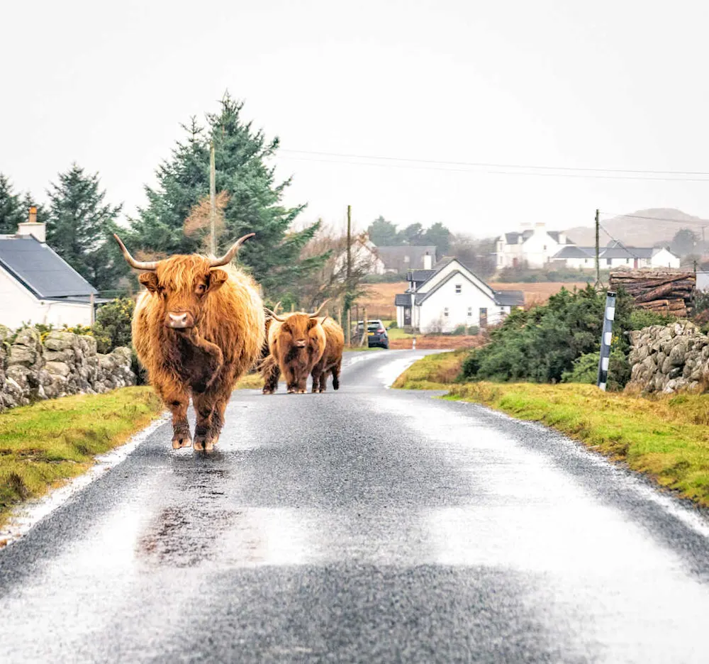 Wildlife like Highland cows are a common—and charming—sight on the Isle of Mull.