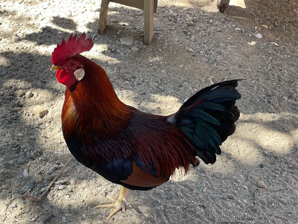 Street names, roosters, and time zone glitches—San Pancho’s quirks.