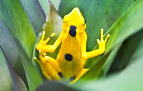 El Valle is one of the last places where you can still see Panama's iconic golden frog, and the only place in the world to find square trunked trees.