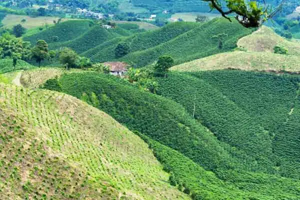 Take a Coffee Farm Tour