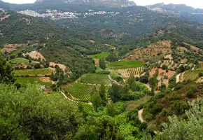 Is it the Mediterranean diet, red wine, or outdoorsy Sardinian lifestyle that keeps Sardinians kicking for longer?