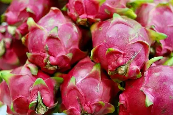 Laurie delights in dragon fruit for breakfast. ©Bel Woodhouse