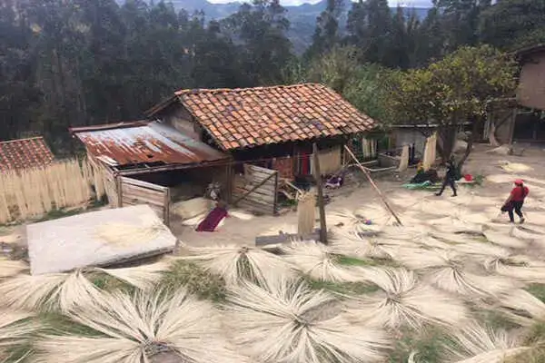 The process of bleaching straw in the sun in a village near Sigsig.