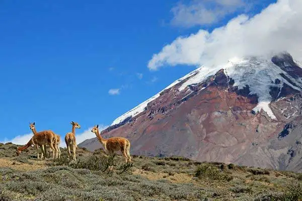 Vicunas grazing at Chimborazo. ©iStock.com/reisegraf