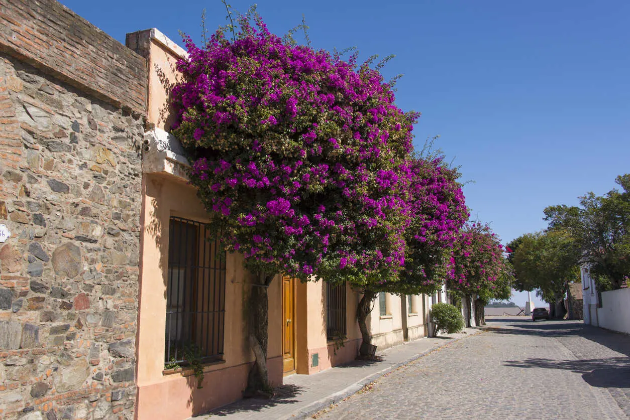 The historic streets of Colonia, a charming town explored by Bob and Zohreh.