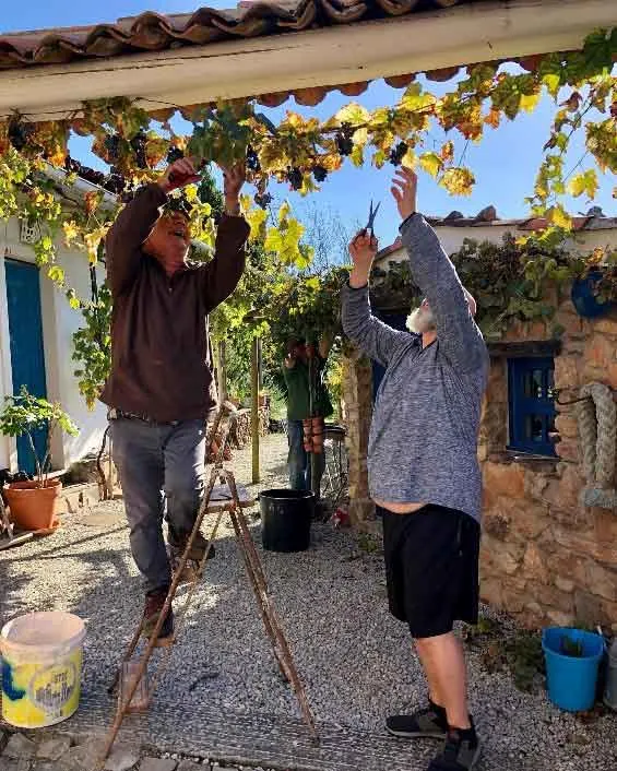 Taking part in the annual grape harvest.