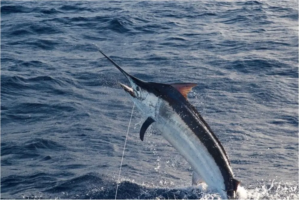 The world’s biggest and most prestigious sportfishing competition is held annually in Cabo—Bisbee’s Black & Blue Marlin Tournament. The prize pot for 2025 was $11.5 million and it cost $72,000 to enter.