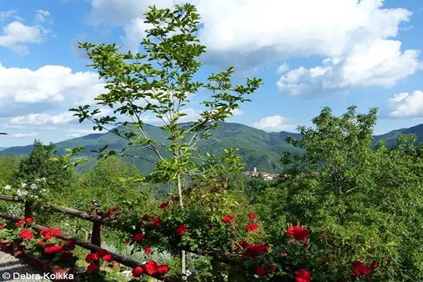 The lush gardens are flourishing.