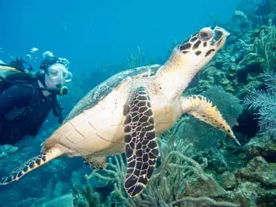 Off the sheltered coast of Roatán, the water is as clear as you’ll find anywhere on the planet. ©iStock.com/BeusBeus