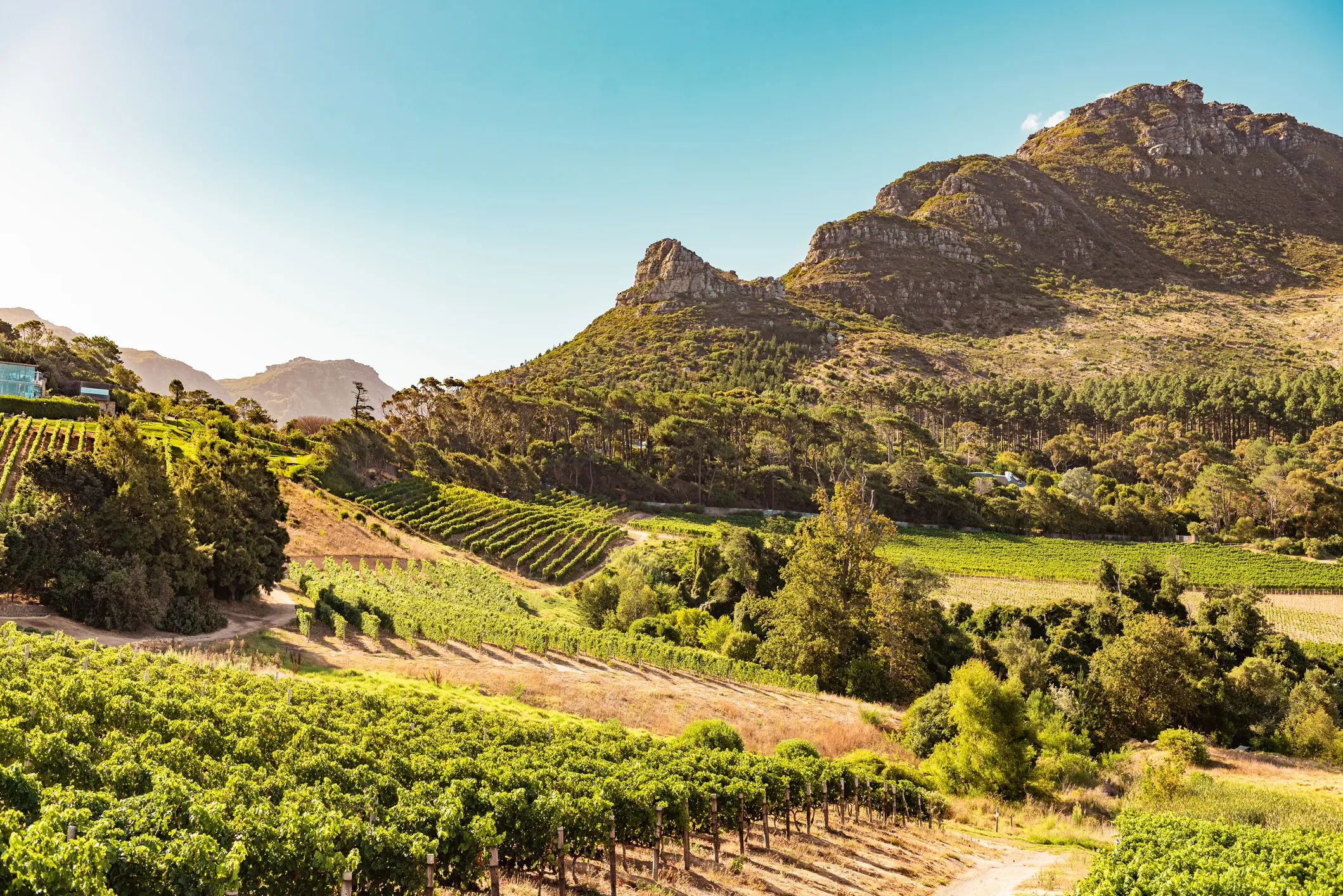 Vineyards in Constantia near Cape Town