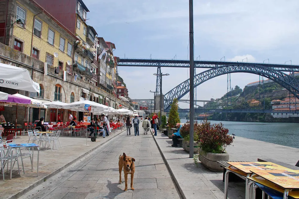 Many patios welcome dogs, and some vegan spots allow them inside—just look for the paw print signs.