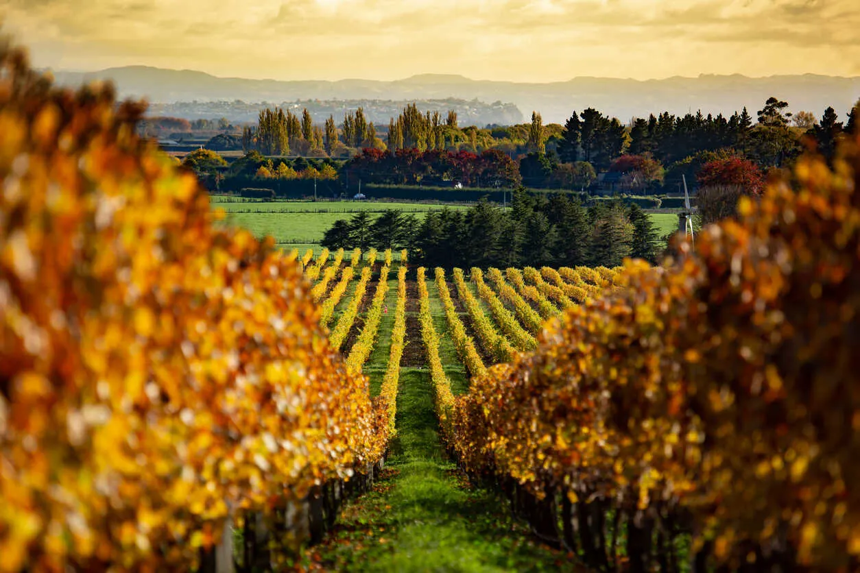 Autumn in Hawke's Bay: Vibrant vineyard colors in New Zealand's wine country.