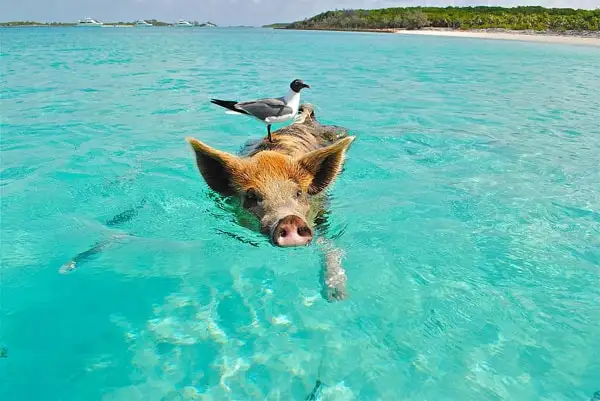 paradise islands pigs