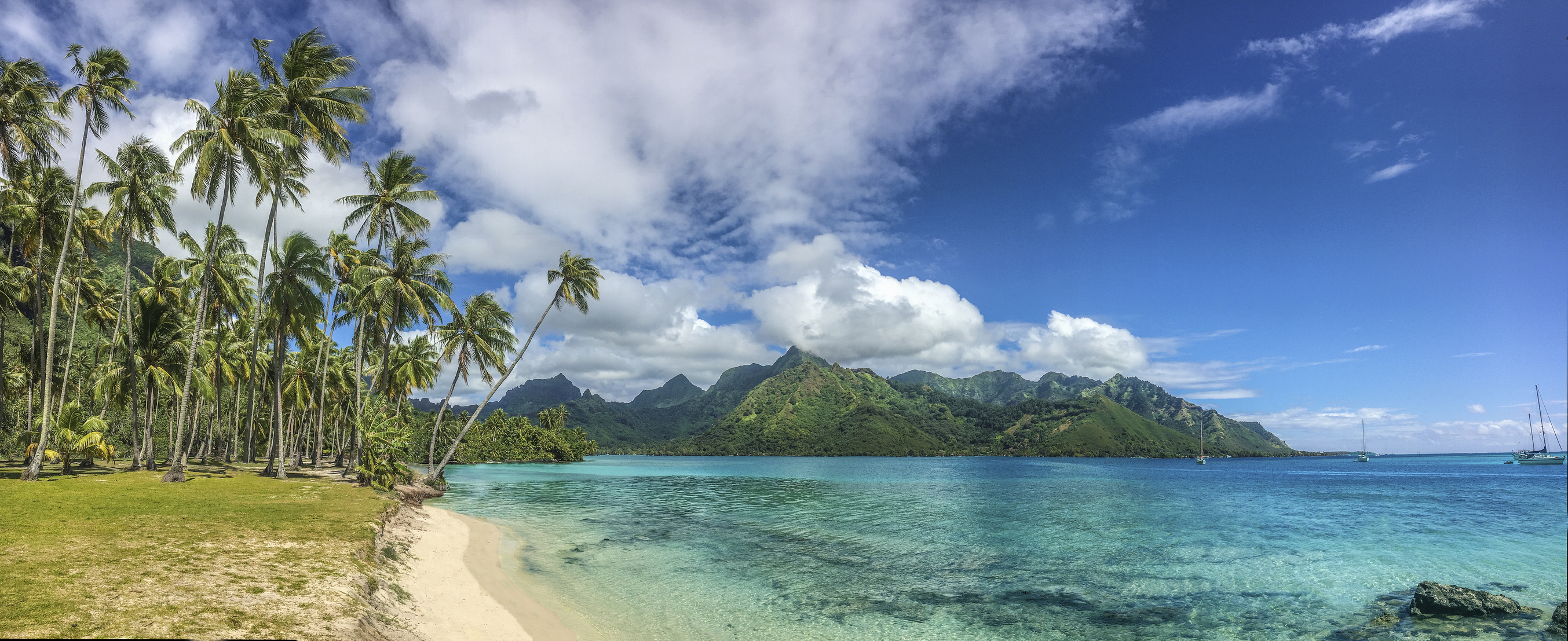 French Polynesia: Swaying Palm Trees Loaded with Coconuts