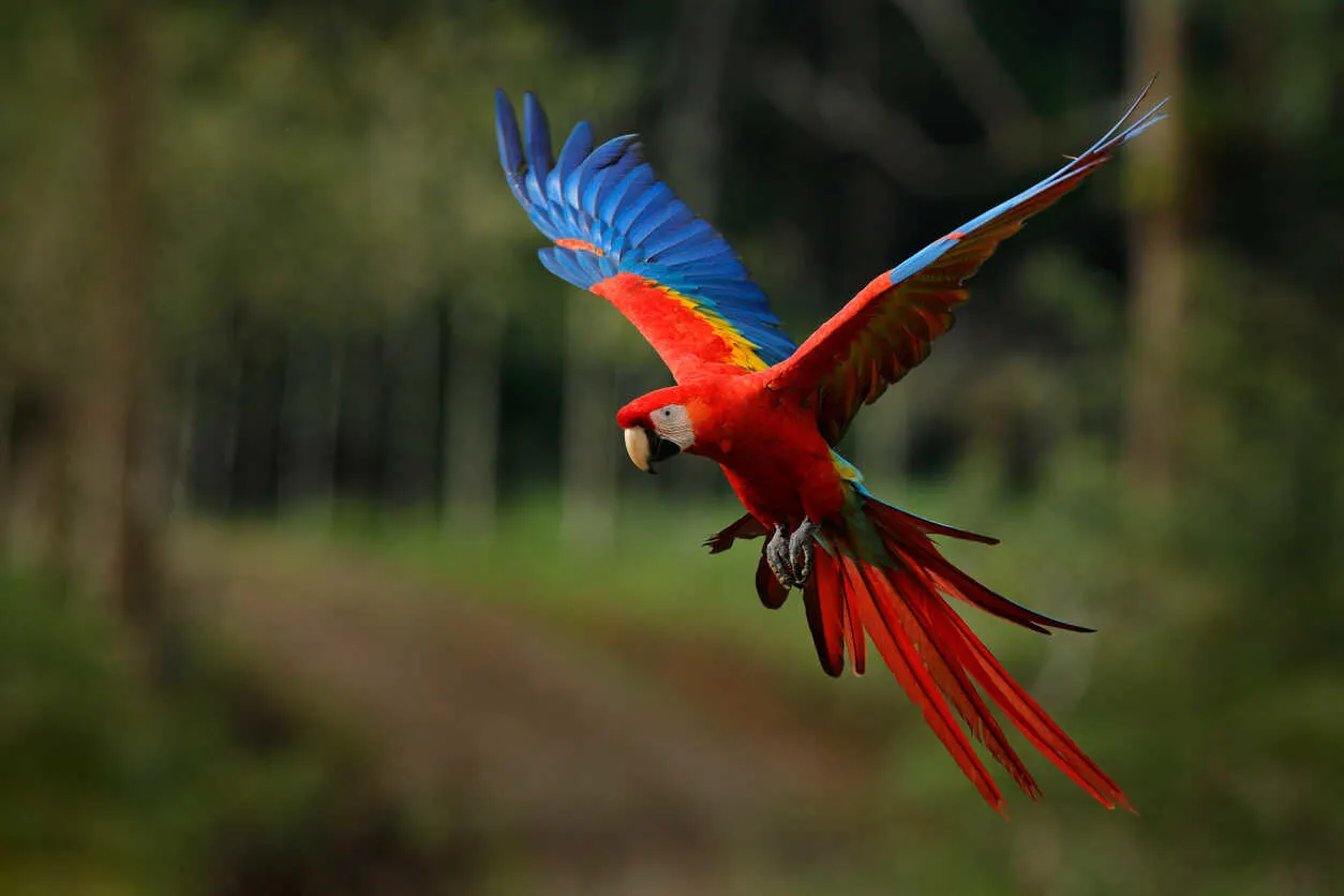 Paul and Brenda share their patio with macaws like this in Jacó.