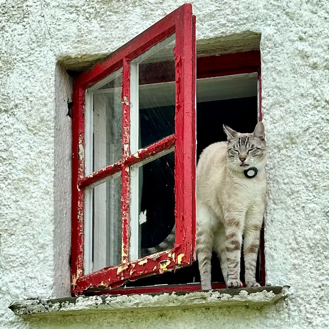 Louie, a spoiled Siamese on vacation in Ireland. 