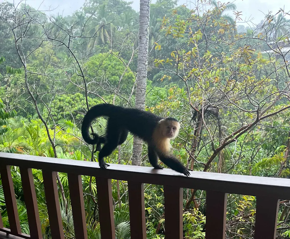 A cheeky capuchin monkey made a bold visit to our balcony, proving you’re never alone in Costa Rica’s wildlife haven.
