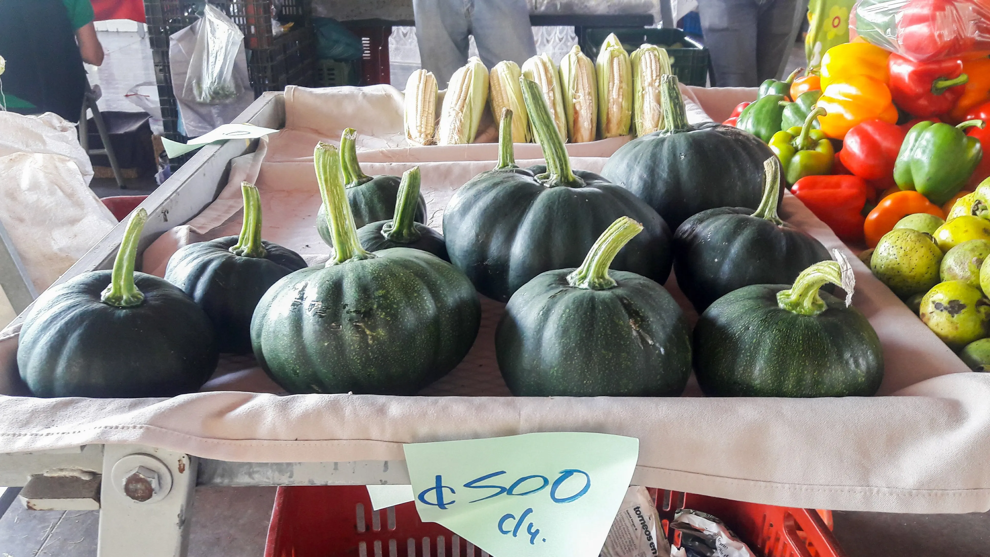 Costa Rican Squash 