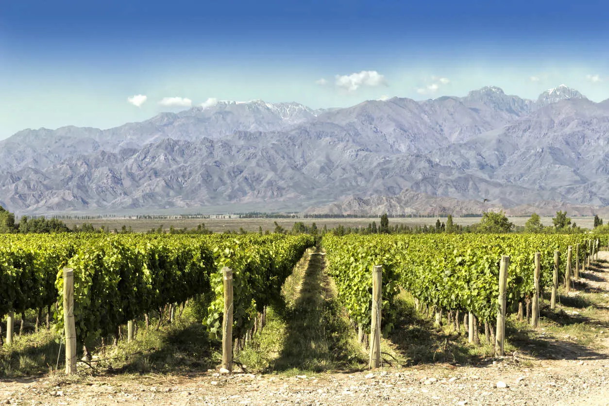 Malbec grapes fight the elements of the wind, sun, and altitude to produce sweet nectar."