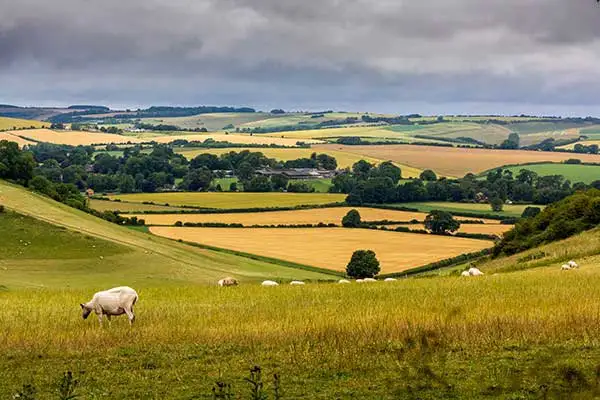 The rolling yellow fields of Wiltshire. ©iStock/Helen Williams