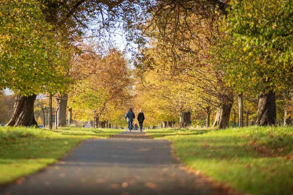 Golden leaves and quiet paths—autumn strolls through Phoenix Park.