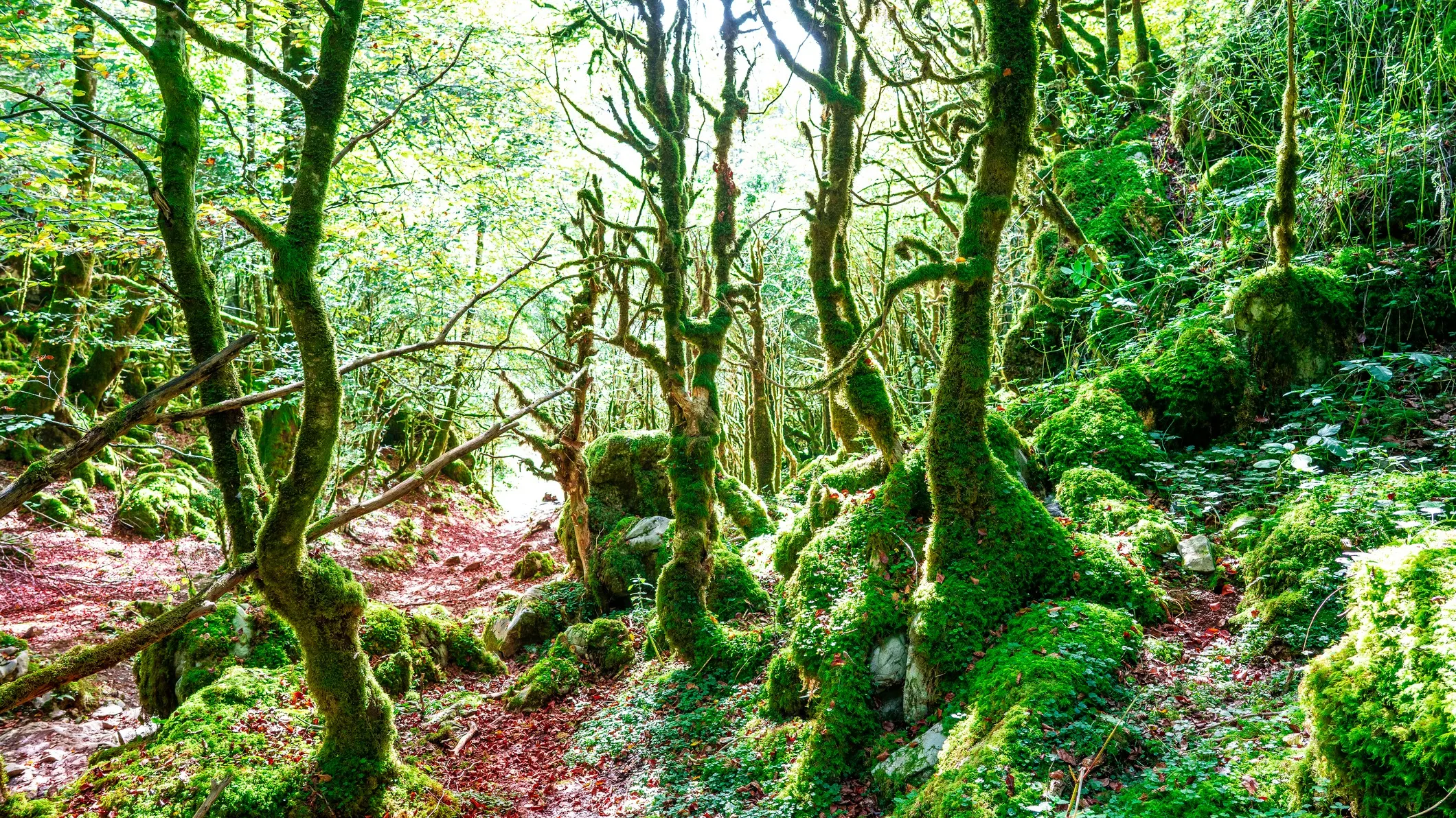 Fed by the Irati river, Pyrenees forests grow thick and lush.