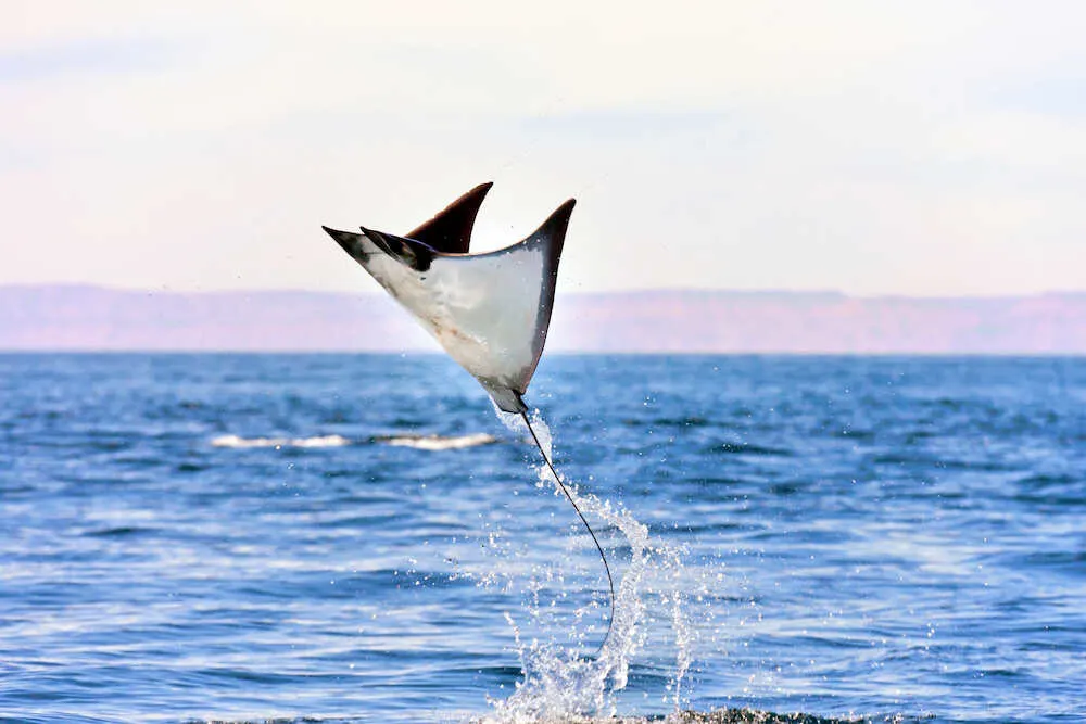 In La Paz, the calendar isn’t set by seasons—it’s set by wildlife, like the mobula rays that fill these waters each year.