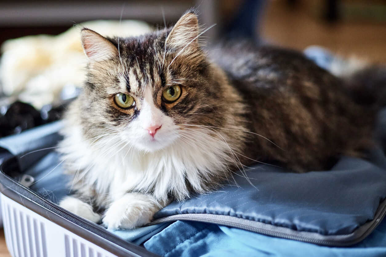 Travel Overseas With Your Cat