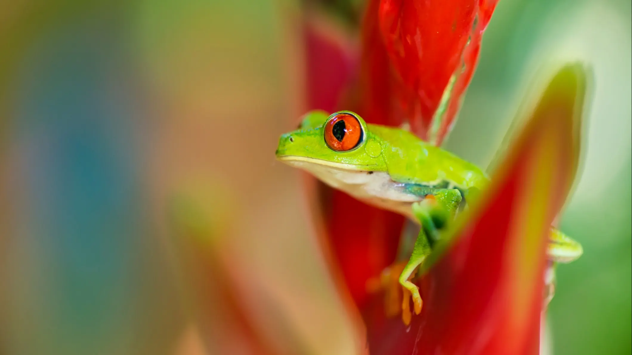 A local guide can help you find and photograph the treasures of Portobelo National Park