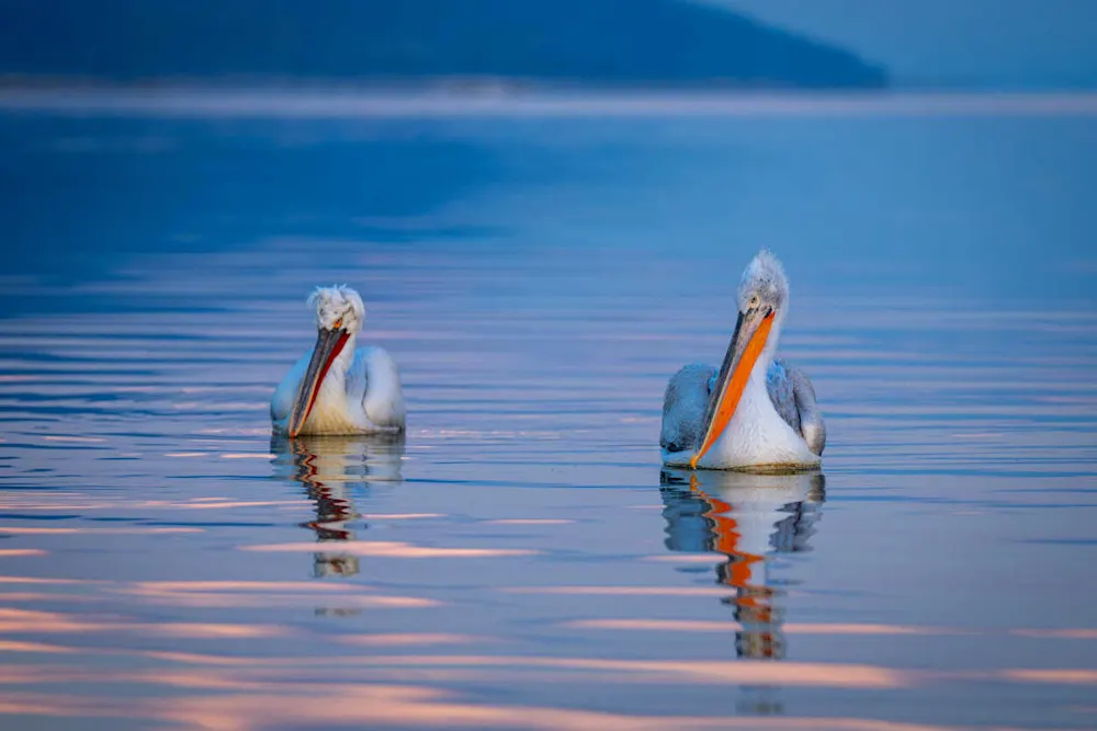 Lake Kerkini is a haven for birdwatchers and nature lovers in Northern Greece.