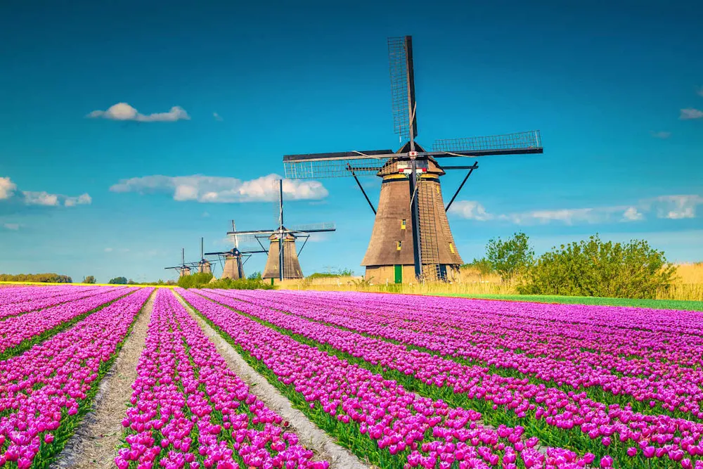 A UNESCO site, the Kinderdijk windmills showcase Dutch engineering.