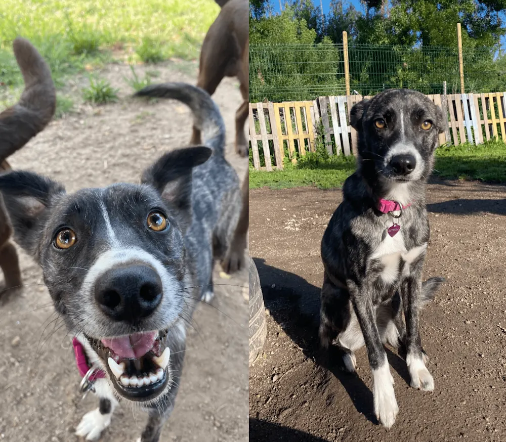 Estrela living her best life at her Portuguese daycare.
