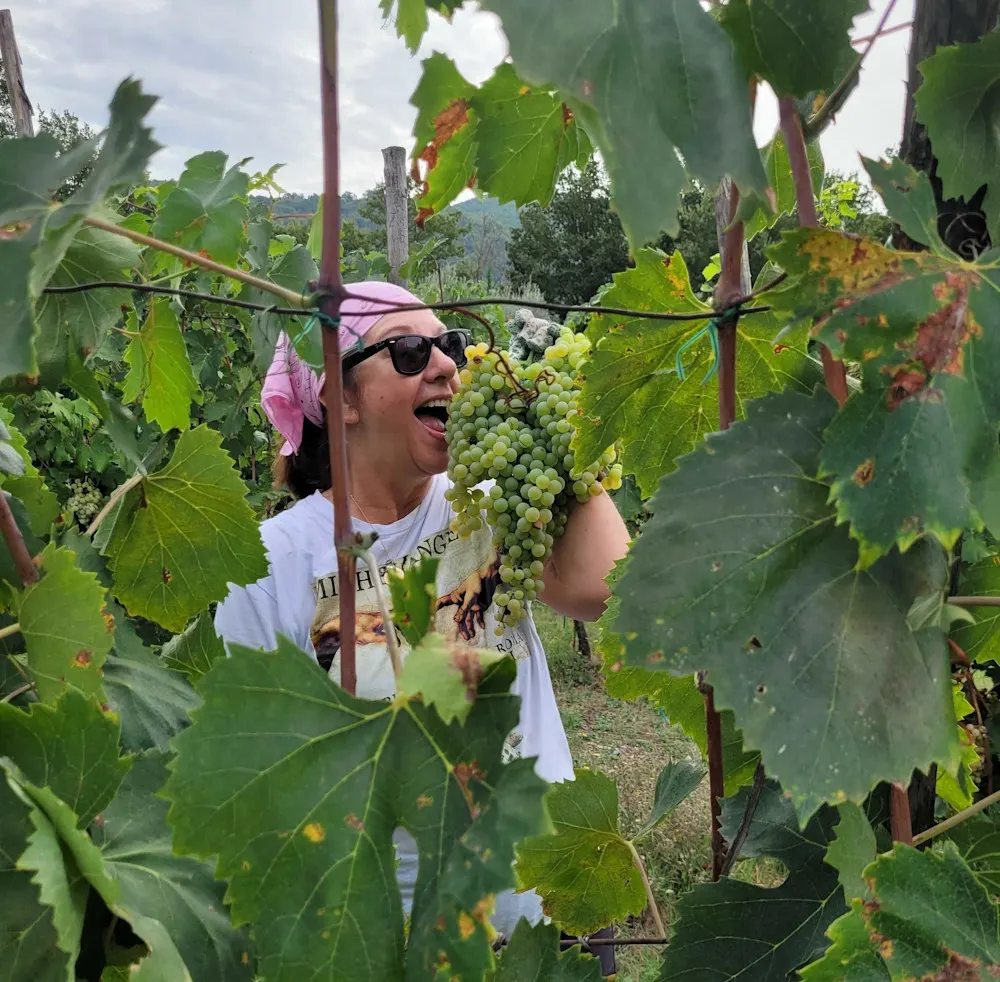 Chris and Robin help friends harvest grapes and olives, making their own wine and olive oil in the Umbrian countryside.
