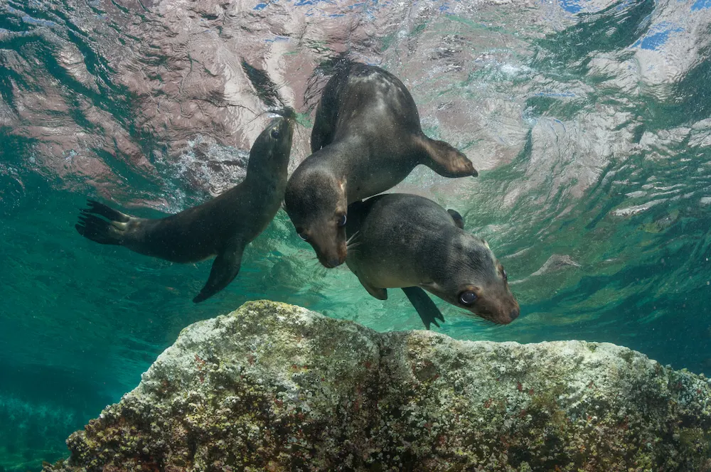 La Paz offers rare access to wildlife—like swimming alongside sea lion pups in the calm waters of the Sea of Cortez.