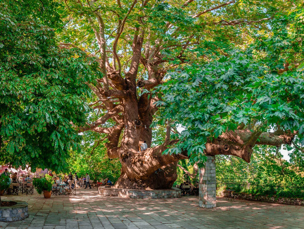 A thousand-year-old plane tree anchors Tsagarada’s village square.