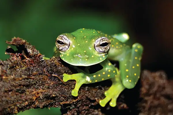 A local guide can help you find and photograph the treasures of Portobelo National Park.