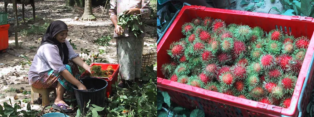 Fresh rambutan straight from the orchard—a sweet first taste of Krabi.